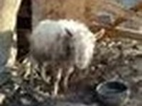Billy Goat, Goats — photo 6