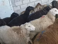 قوچ, گوسفند — عکس 4