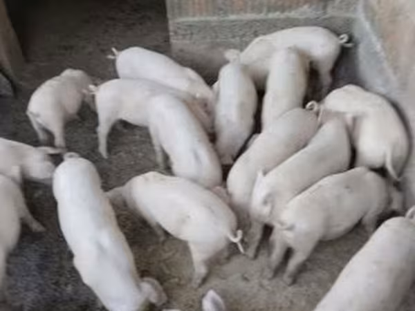Schweine (Partie, Geschlecht nicht angegeben), Крупная белая
