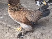 Chickens — Foto 7