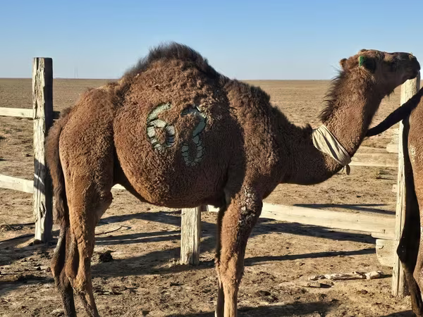 Cammello, Arvana camel