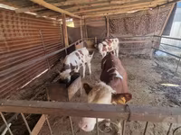 گاو نر, Simmental cattle — عکس 2