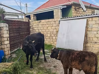 Vacă, Simmental cattle — foto 2