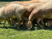 Oaie, Arashan sheep — foto 7