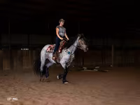 Kůň, Percheron — foto 5