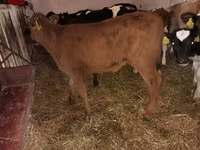 گاو و گوساله (گروه، جنسیت مشخص نشده), Simmental cattle — عکس 3