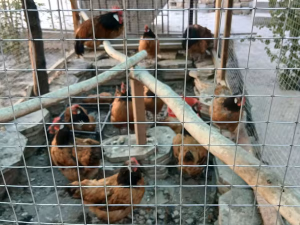 Chickens