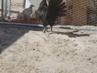 Ajam cemani — fotografija 3