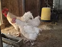 Chickens — 사진 6