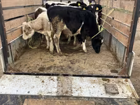 Krava, Russian Black pied cattle — foto 2