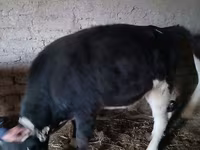 Lembu ternakan (lot, jantina tidak dinyatakan), Russian Black pied cattle — foto 1