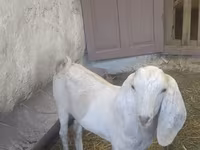 Jarac, Beetal goats — fotografija 1