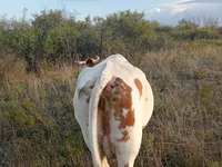 Ko, Simmental cattle — foto 2