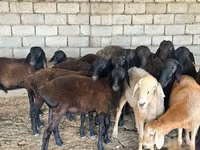 گوسفند (گروه، جنسیت مشخص نشده), گوسفند — عکس 1