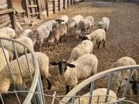 میش, گوسفند — عکس 1