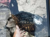 Japanisches Bantam — Foto 3