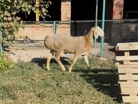 Beran, Arashan sheep — foto 5