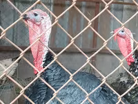 Turkeys — 사진 3