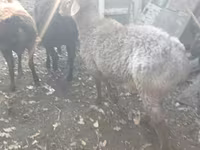 Qoç, Arashan sheep — foto 5