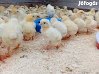 Chickens — foto 4