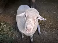 Vædder, Merino sheep — foto 1