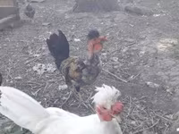 Chickens — fotografija 1