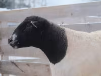 Ram, Dorper sheep — photo 3