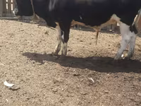 Býk, Russian Black pied cattle — foto 1