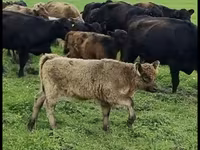 公牛, Galloway cow — 照片 2