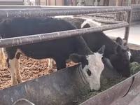 Lembu betina, Cattle — foto 1