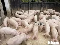 หมูป่าตัวผู้, หมู — รูปภาพ 2