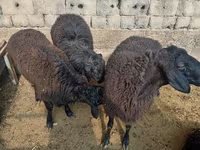 Beran, Rhon sheep — foto 4