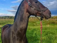 Faras, Akhal-Teke — sawirka 4