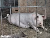 Babi betina, Крупная белая — foto 1