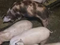 Suini (lotto, sesso non specificato), Maiali — foto 3