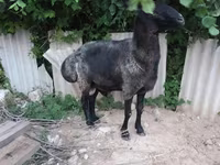 گوسفند (گروه، جنسیت مشخص نشده), گوسفند — عکس 6