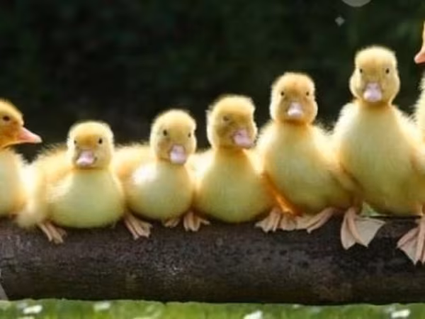 Ducks — Rosja