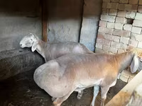 Ovca, Arashan sheep — fotografija 5