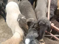 Biri-biri (lot, jantina tidak dinyatakan), Edilbay sheep — foto 2