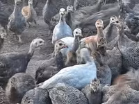 Guinea fowl — foto 7