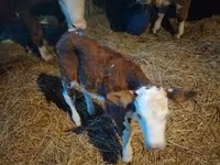گاو نر, Simmental cattle — عکس 6
