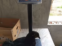 Australorp — fotografija 6