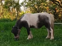 雌馬, Shetland Pony — 写真 2
