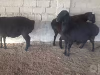 Kambing betina, Sheep — foto 1