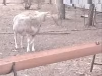 Biri-biri (lot, jantina tidak dinyatakan), Sheep — foto 1