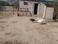 Turkeys — foto 1