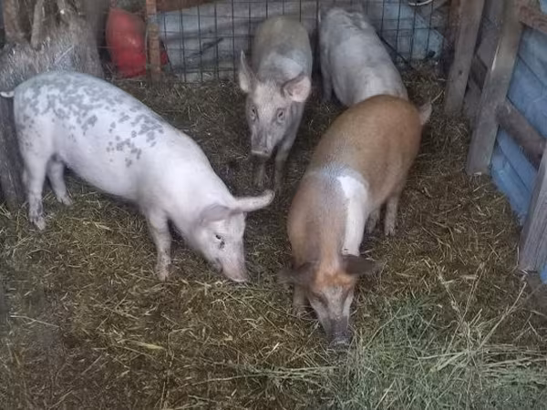 Cinghiale, Maiali