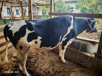 گاو ماده, Russian Black pied cattle — عکس 2