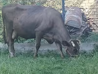 암소, Swiss cattle — 사진 1