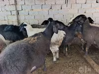 میش, گوسفند — عکس 2